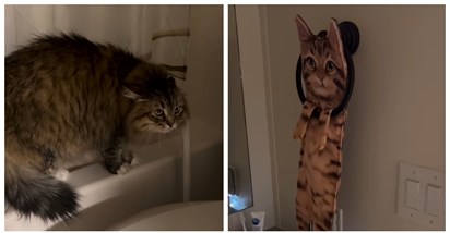 Vlasnica kupila novi ručnik, reakcija njezinog mačka podijelila je ljude
