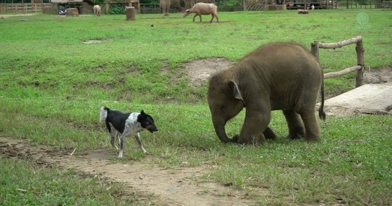 Beba slona pokušala se sprijateljiti sa psom, pogledajte kako je prošlo