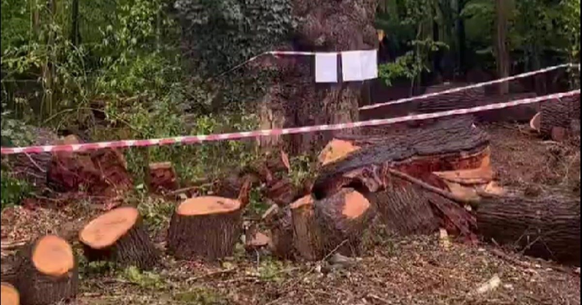 VIDEO Restoran u Londonu posjekao hrast star 500 godina, ljudi bijesni