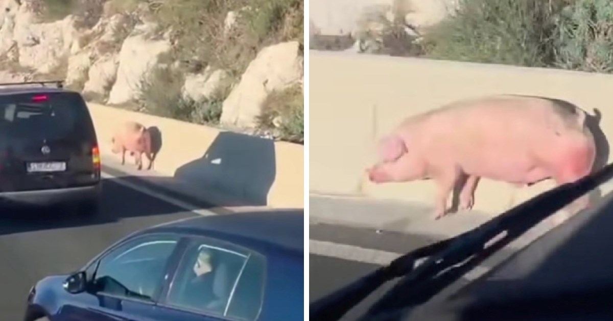 Nesvakidašnji prizor u Dalmaciji: Svinja snimljena kako luta uz brzu cestu