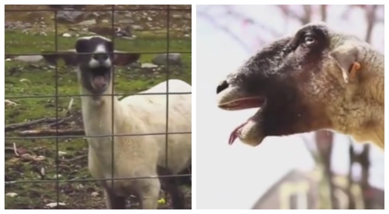 Netko je napravio kompilaciju koza koje vrište i video je urnebesan