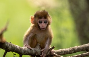 Britanka naručivala snimke mučenja malih majmuna