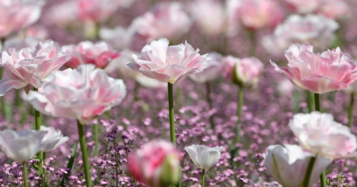 Stiglo nam je proljeće