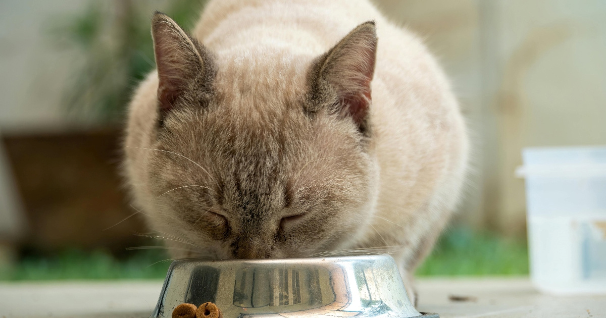 Mačke su poludjele za ovim jelom, a gotovo je za pola sata