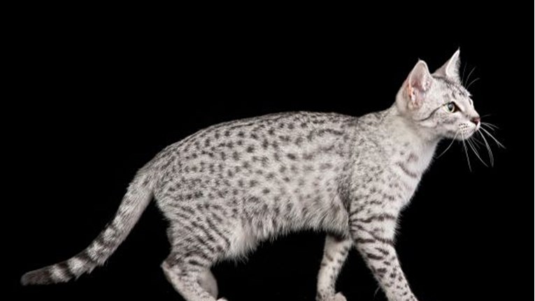 Ova mačka je prekrasna, a može i dosegnuti brzinu od 50 kilometara na sat