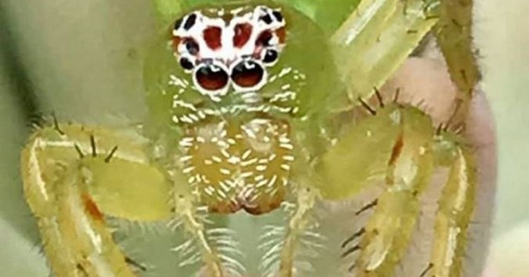 Ljudi pišu da ovaj pauk ima najslađe lice na svijetu: "Jedini pauk kojeg se ne bojim"
