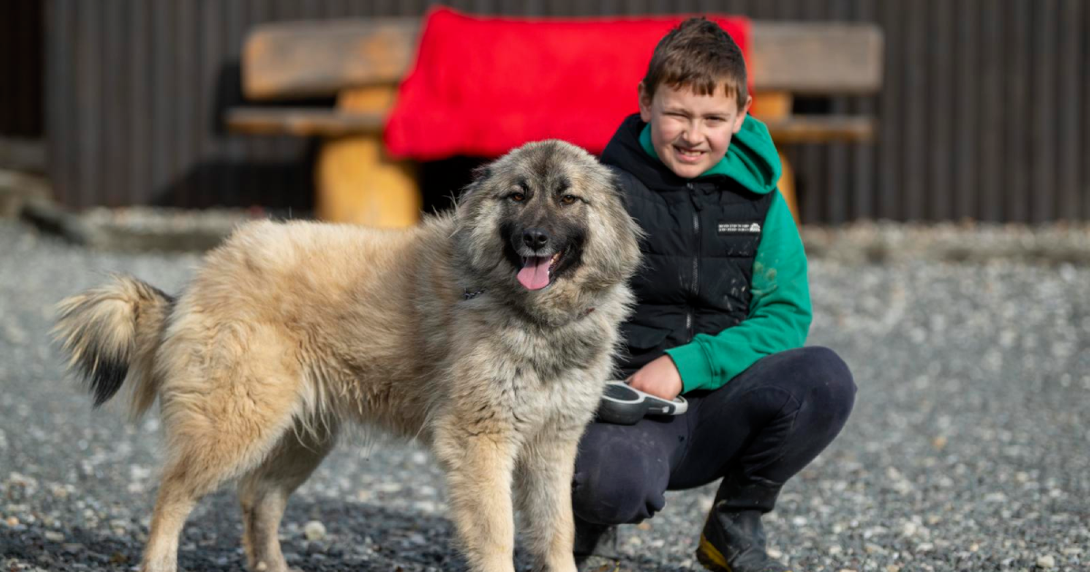 Simon ima 10 godina. Više od godinu dana volontira u skloništu za napuštene životinje