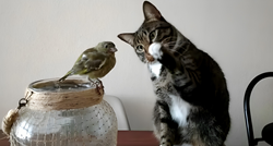 Mačka je oduševila internet svojom reakcijom na pticu, hit snimka je preslatka