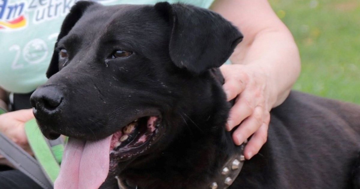 Oscar je u skloništu pet godina. Razigran je i privržen, nevidljiv zbog crne dlake