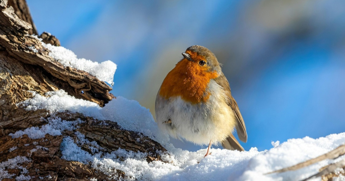Kako pomoći pticama tijekom zime