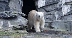 Berlinski Zoo: U dobi od 37 godina uginula polarna medvjedica Katjuscha