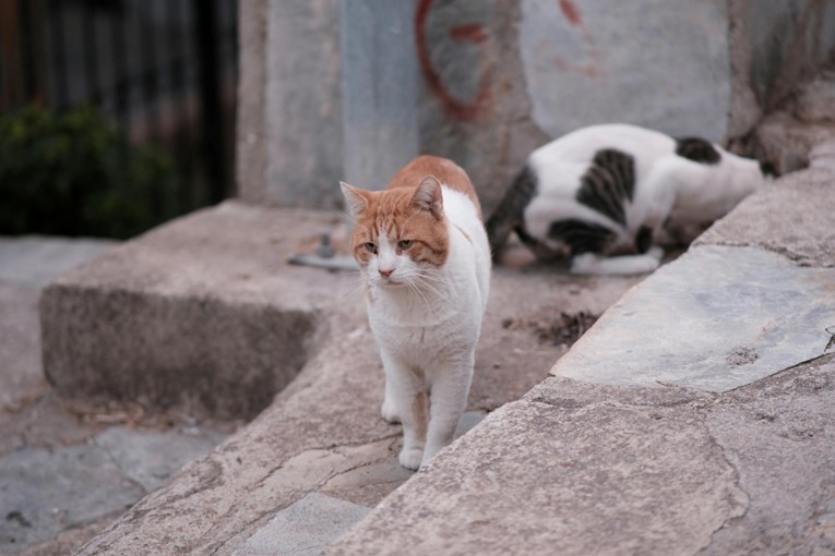 Volonteri iz Šibenika pokrenuli dobrotvornu akciju pomoći mačkama s njihovog područja