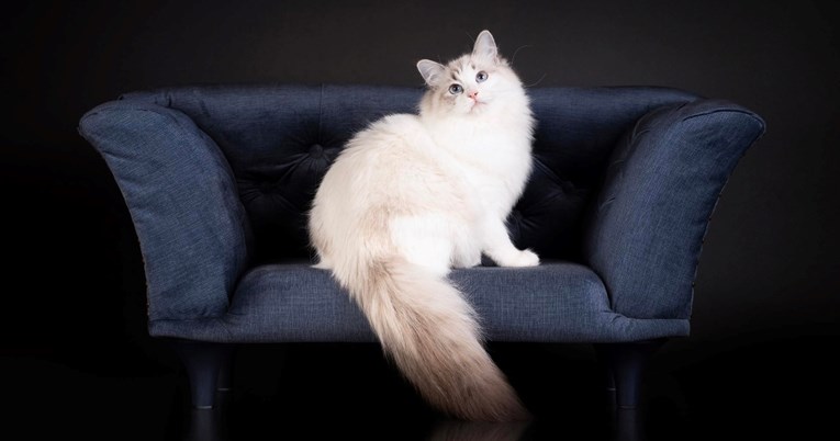 Mačji spektakl godine: WCF Cat Olimpia 2025 po prvi put u Zagrebu