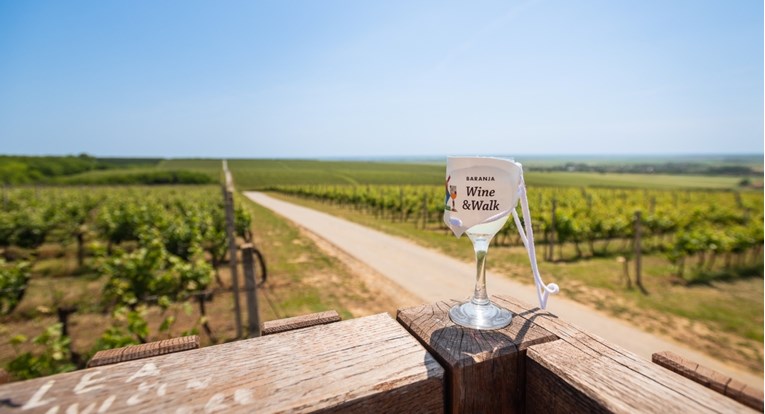 Šetnja 14 kilometara i kušanje vina: U Baranju se vraća poznata vinska manifestacija