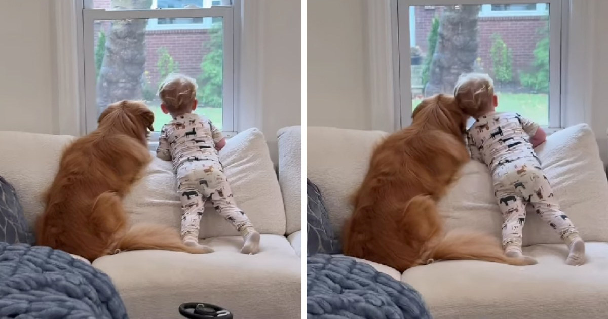 Prizor koji topi srca: Pas i dječak zajedno promatraju kišu