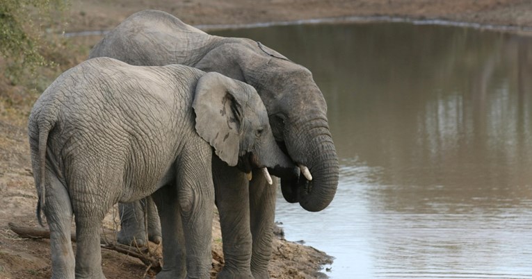 Ima li istine u legendi da slonovi odlaze na posebno mjesto kako bi umrli?