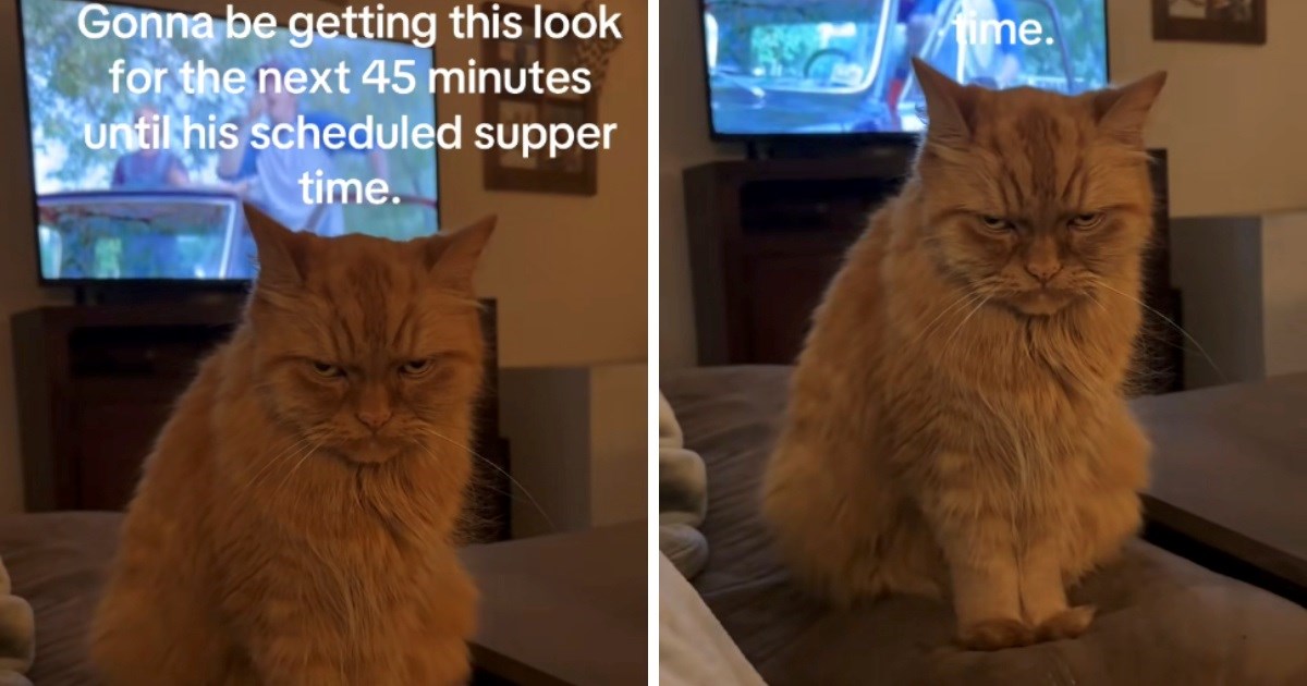 Mrzovoljni mačak Beans postao hit zbog ljutitog pogleda dok čeka večeru