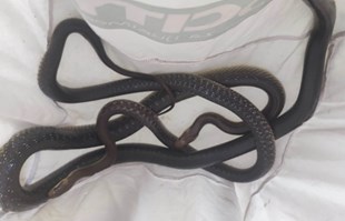 U podrumu kuće u Zagrebu pronađene dvije zmije, parile su se
