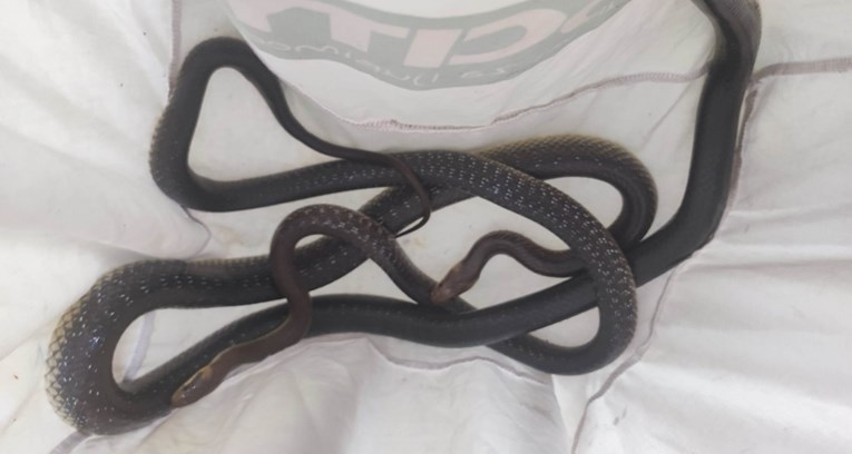 U podrumu kuće u Zagrebu pronađene dvije zmije, parile su se