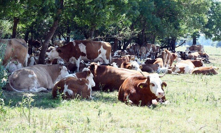 Veterinarski institut: Sedam uzoraka zasad pozitivno na bedrenicu