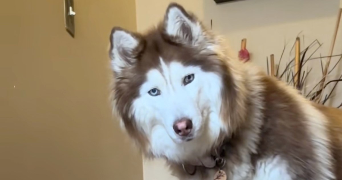 14 milijuna pregleda: &#x17D;ena pokazala kako doziva haskija bez ijedne izgovorene rije&#x10D;i