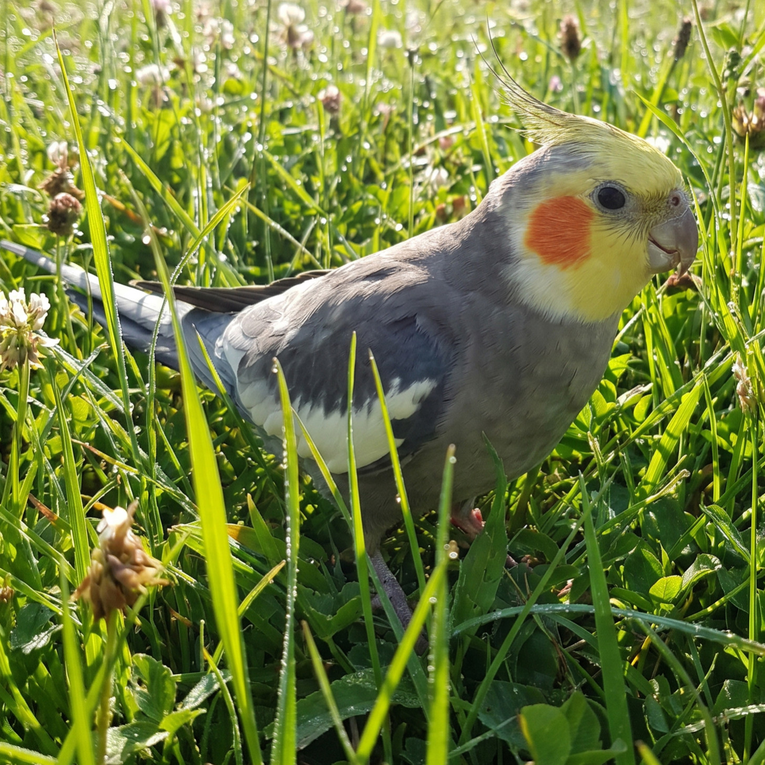 Na Trešnjevci pronađena ozlijeđena nimfa, sad je pod nadzorom veterinara
