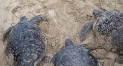 More na obalu Meksika izbacilo stotine mrtvih kornjača