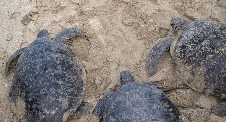 More na obalu Meksika izbacilo stotine mrtvih kornjača