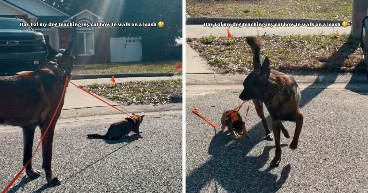 Pas preuzeo dresuru: Uči obiteljsku mačku hodati na povodcu