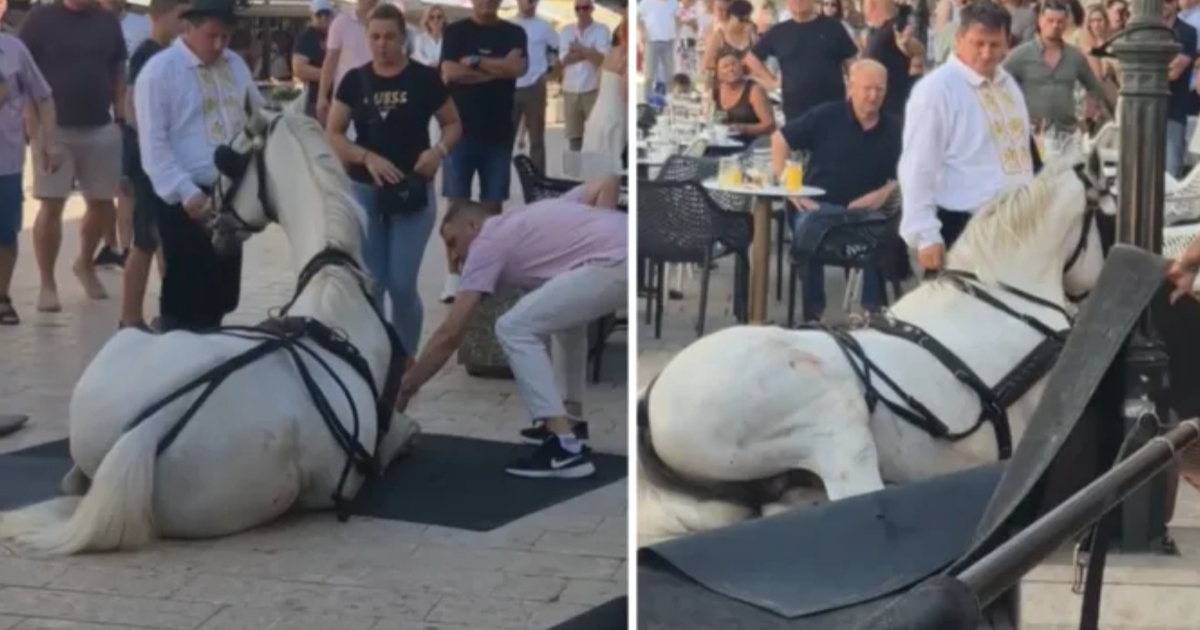 VIDEO Konji se poskliznuli i pali usred Sinja