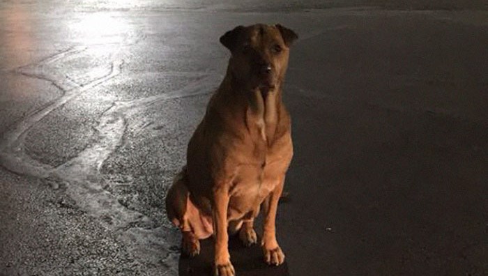 Kujica se tjednima pravila da je lutalica, a razlog je šokirao njezinu vlasnicu