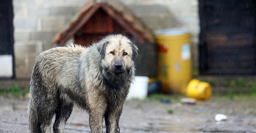 Prijatelji životinja pozivaju stanovnike Banije da besplatno cijepe pse