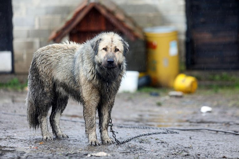 Prijatelji životinja pozivaju stanovnike Banije da besplatno cijepe pse