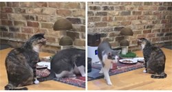 VIDEO Pet milijuna lajkova: Pogledajte kako mačka pristojno čeka na red za jelo
