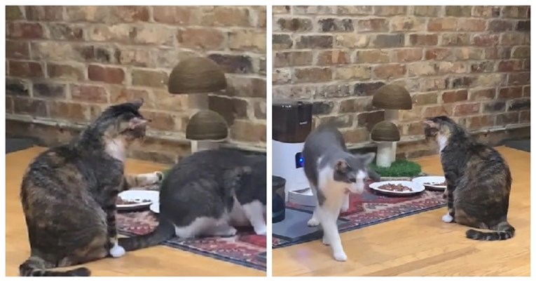 VIDEO Pet milijuna lajkova: Pogledajte kako mačka pristojno čeka na red za jelo