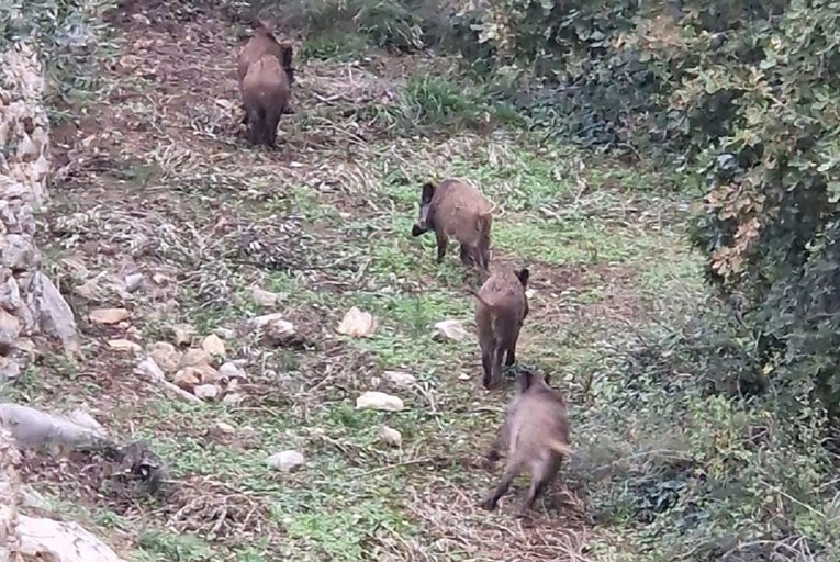 VIDEO Divlje svinje šetaju u Kaštelima, ulaze u dvorišta. Pojavio se bizaran problem