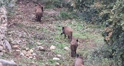 VIDEO Divlje svinje šetaju po Kaštelima, ulaze u dvorišta: "Šetale su među djecom"