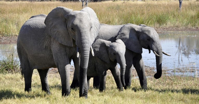 Slonovi možda imaju imena, pokazala je studija