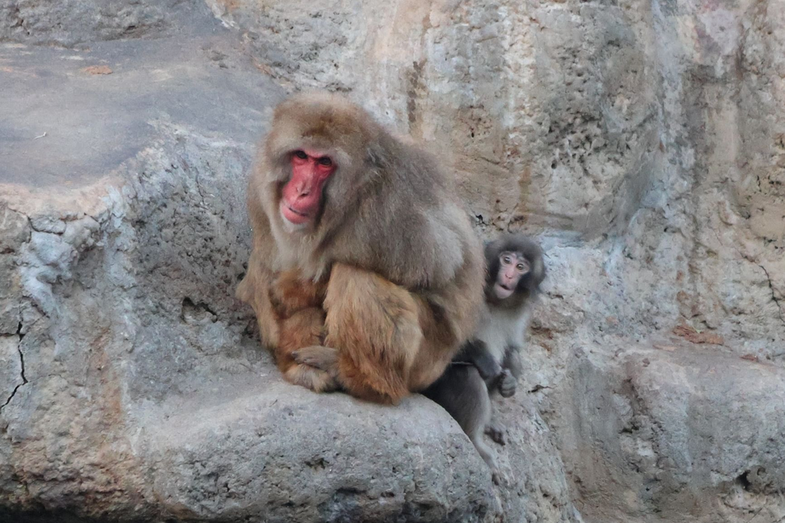 Je li društvo postalo preosjetljivo? ZOO morao demantirati da je Punch "zlostavljan"