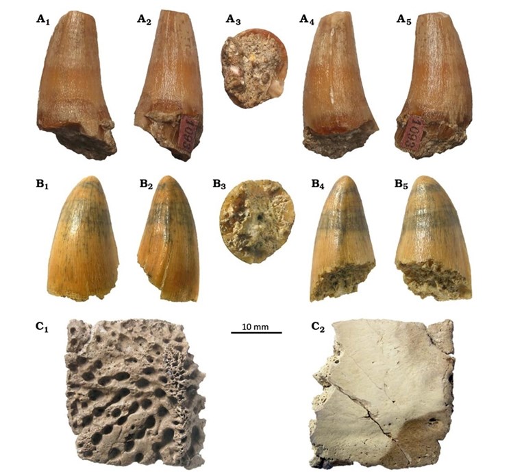 U Poljskoj pronađen fosil krokodila star 17 milijuna godina
