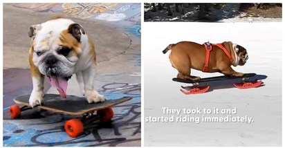 Ove pse ne zanima šetnja u parku. Oni vole skejtati, a nije im stran ni snowboarding