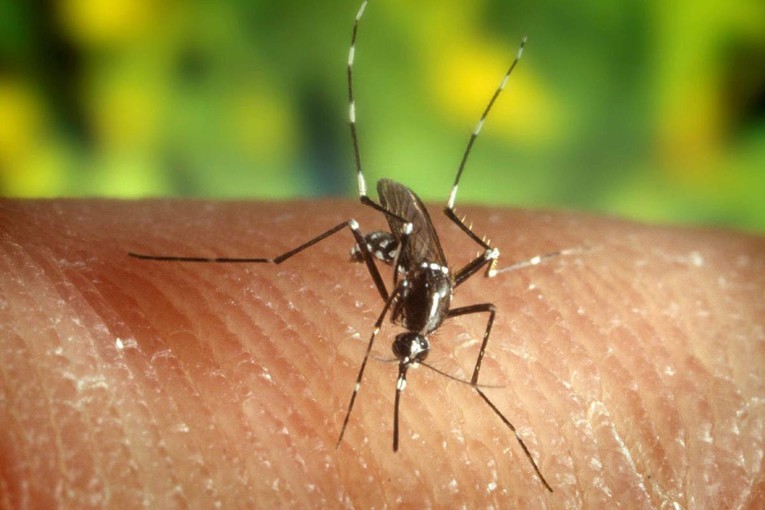 Virus zapadnog Nila širi se Grčkom. Umrlo je 13 ljudi