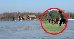 Voda zarobila 150 konja i ždrjebadi u Odranskom polju: "Do večeras će se svi utopiti"