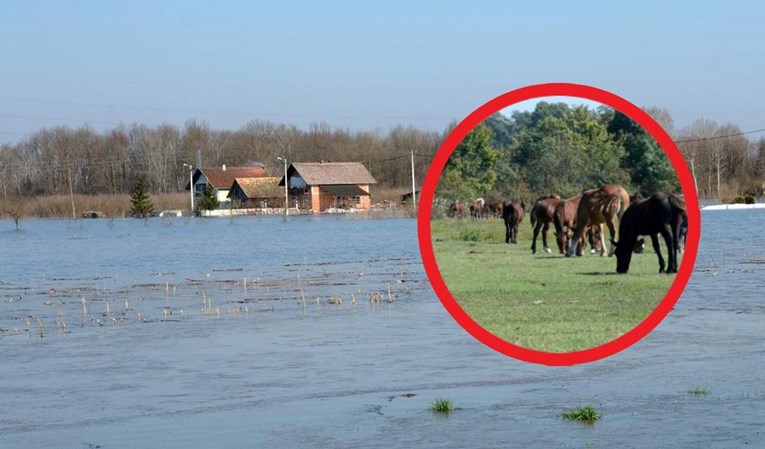 Voda zarobila 150 konja i ždrjebadi u Odranskom polju: "Do večeras će se svi utopiti"
