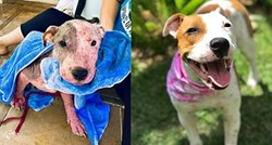 Pas kojeg su živog zakopali na Havajima je sada spreman za novi dom