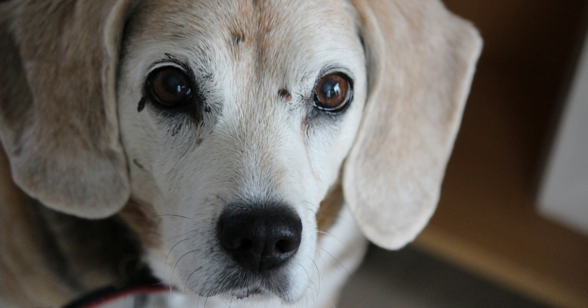 Kožne izrasline kod pasa: Kada se trebate zabrinuti?