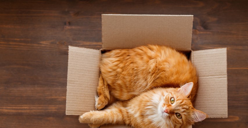 Nizozemski znanstvenici otkrili zašto se mačke vole zavlačiti u kutije