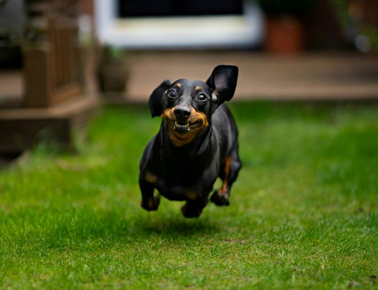 Jazavčarka se izgubila u parku, snimka njezine potrage za vlasnicom postala viralna