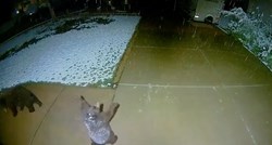 Nadzorna kamera snimila medvjedića kako pokušava uhvatiti snježne pahulje