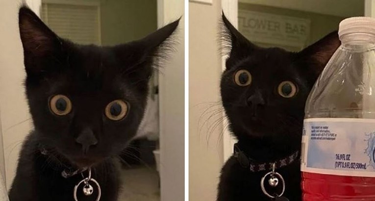 Mačka urnebesno reagirala kad je vidjela vlasnika da se kupa u kadi